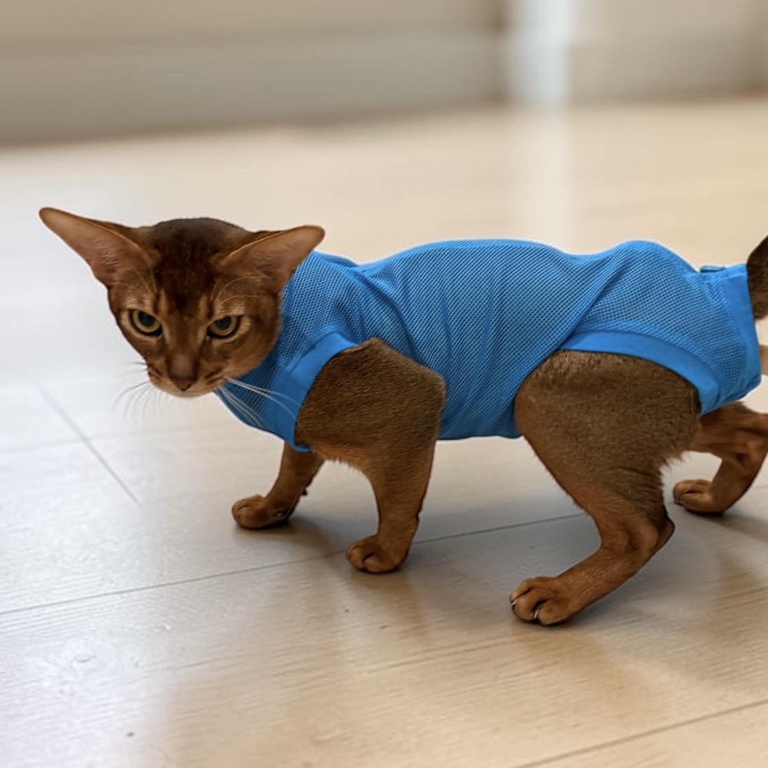 Washable Cat Diaper, Cat Stud Suit, Allows for Defecating in Litter Box (Copy)